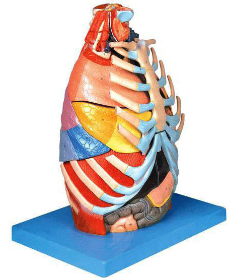 Scienze mediche Modello di dimostrazione anatomica della cavità toracica e degli organi toracicici umani