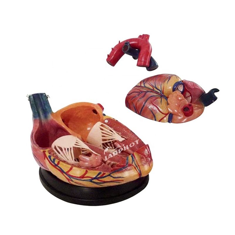 Modello di cuore anatomico di dimensioni umane ideale per insegnamento e dimostrazione