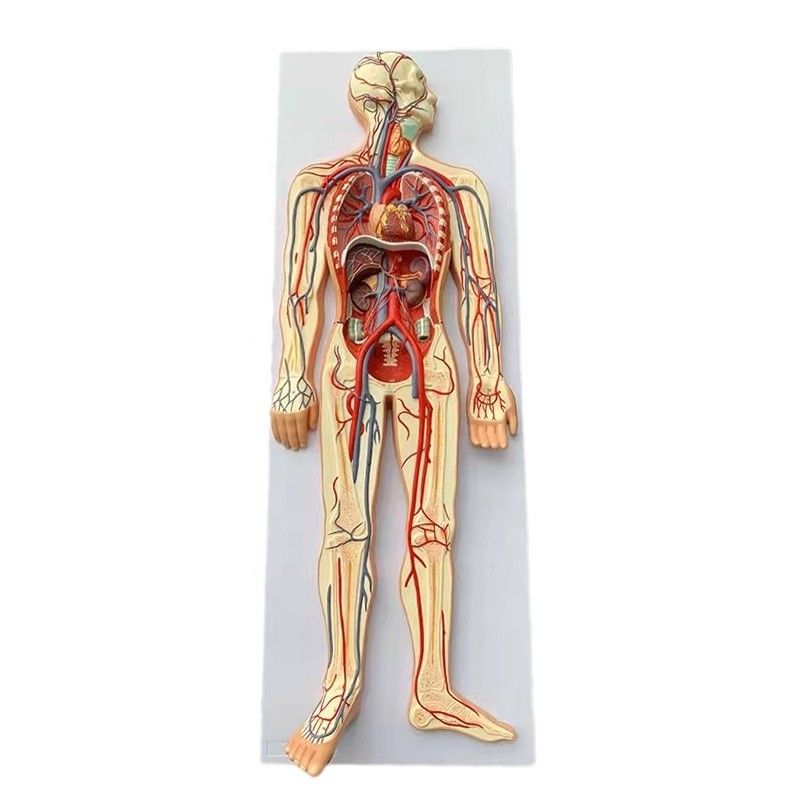 Dimensione vitale Circolazione medica Modello di dimostrazione del sistema circolatorio del sangue umano
