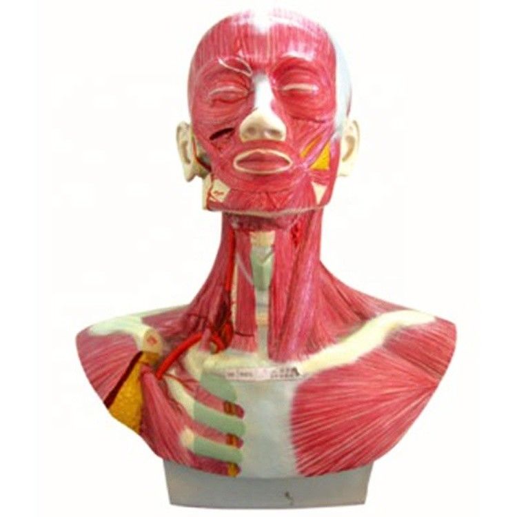 Dimensione della vita umana Capo faccia collo Anatomia e modello di distribuzione dell'arteria carotide esterna