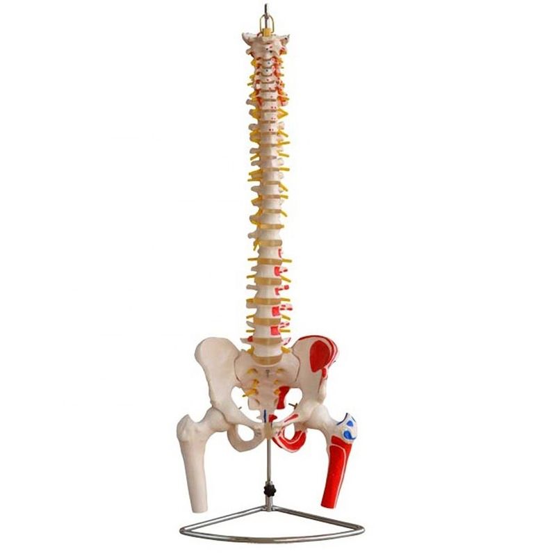 Modello della colonna vertebrale con pelvis e muscoli di dimensioni umane Modello muscolo-scheletrico in PVC avanzato