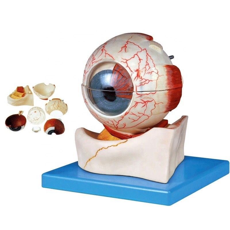 Modello del globo oculare anatomico in 7 parti per le categorie oftalmologiche
