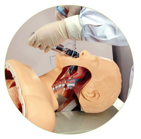 Pratica di intubazione della trachea Dimensione della vita umana Modello di addestramento per l'intubazione orale e nasale