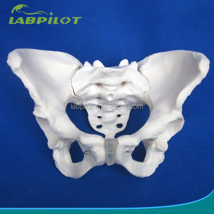 Modello avanzato di ossa dell'anca in PVC per l'insegnamento del modello pelvico femminile nelle cliniche