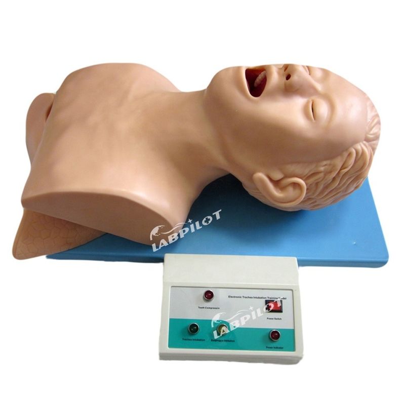 Formazione per l'intubazione endotracheale Manikin Modello di dimensioni umane per airbag di rianimazione