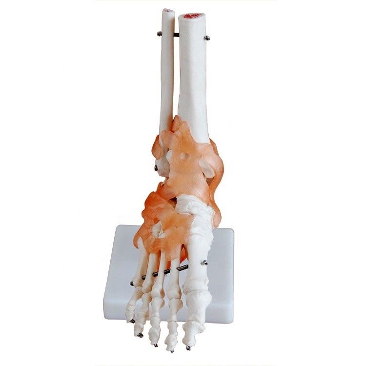 Struttura anatomica a grandezza naturale del piede umano Modello osseo dell'articolazione medica del piede per la dimostrazione