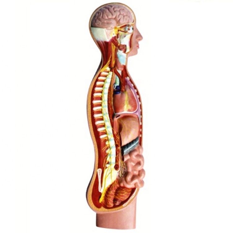 Modello di anatomia del midollo spinale del nervo parasimpatico autonomo umano