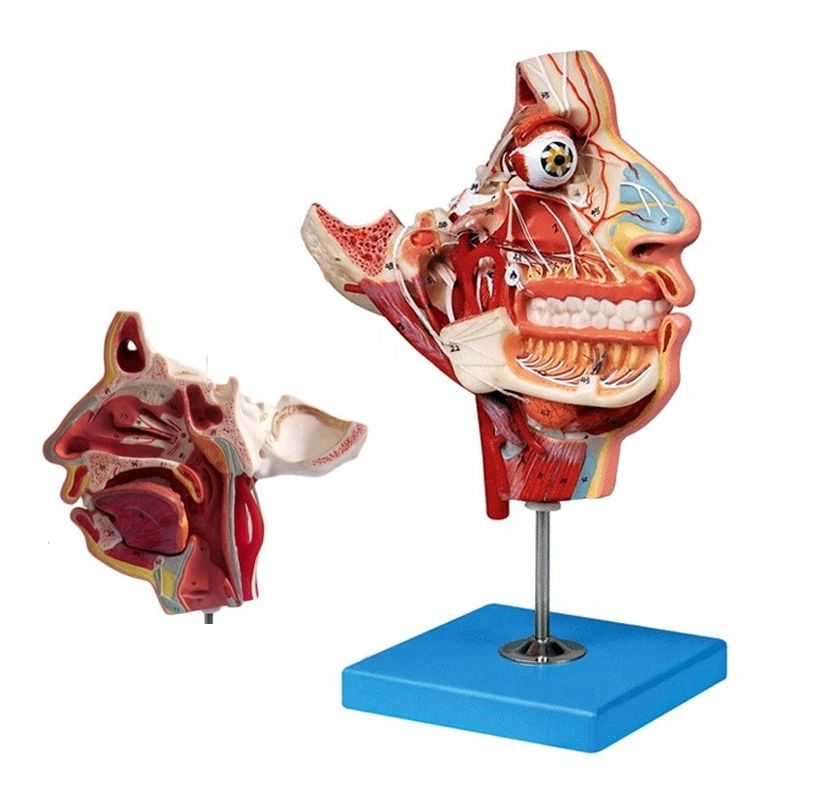 Modello di anatomia della testa e del viso per la dimostrazione della cura dei pazienti