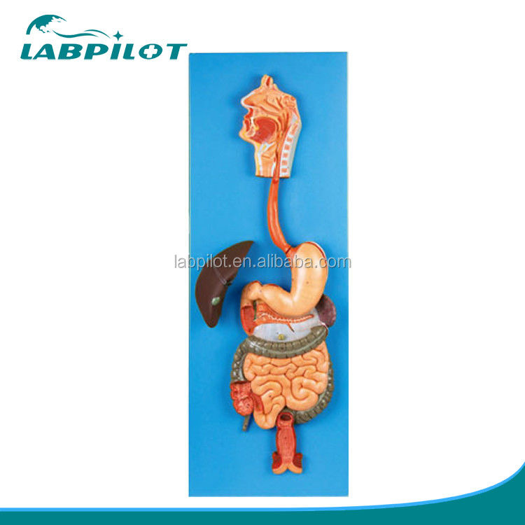 Categorie Modello del sistema digestivo umano per la dimostrazione e l'educazione anatomica