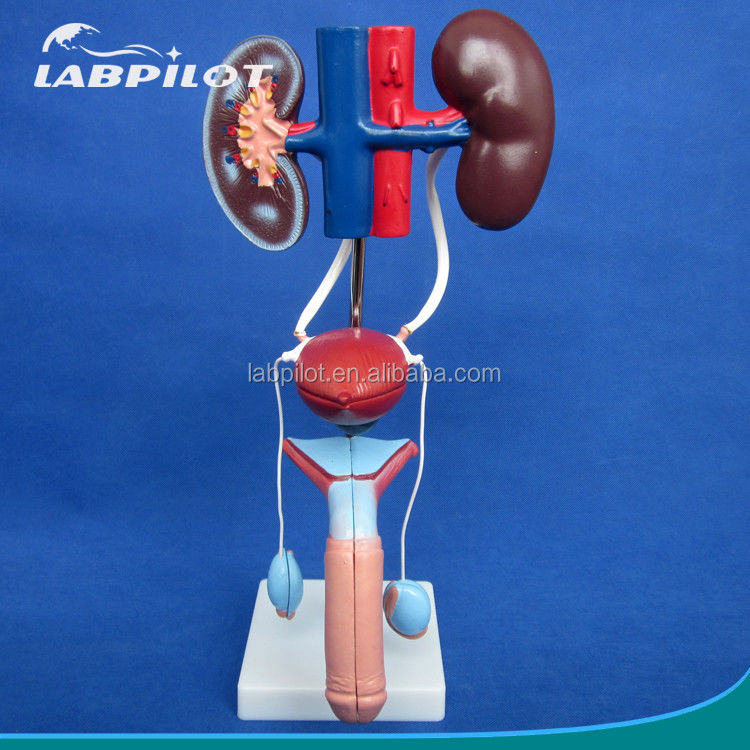 Modello urinario anatomico di dimensioni umane per uno studio dettagliato del sistema urogenitale maschile