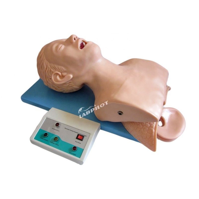 Modello di testa di intubazione della trachea adulta di dimensioni umane con anatomia delle vie respiratorie polmone e stomaco