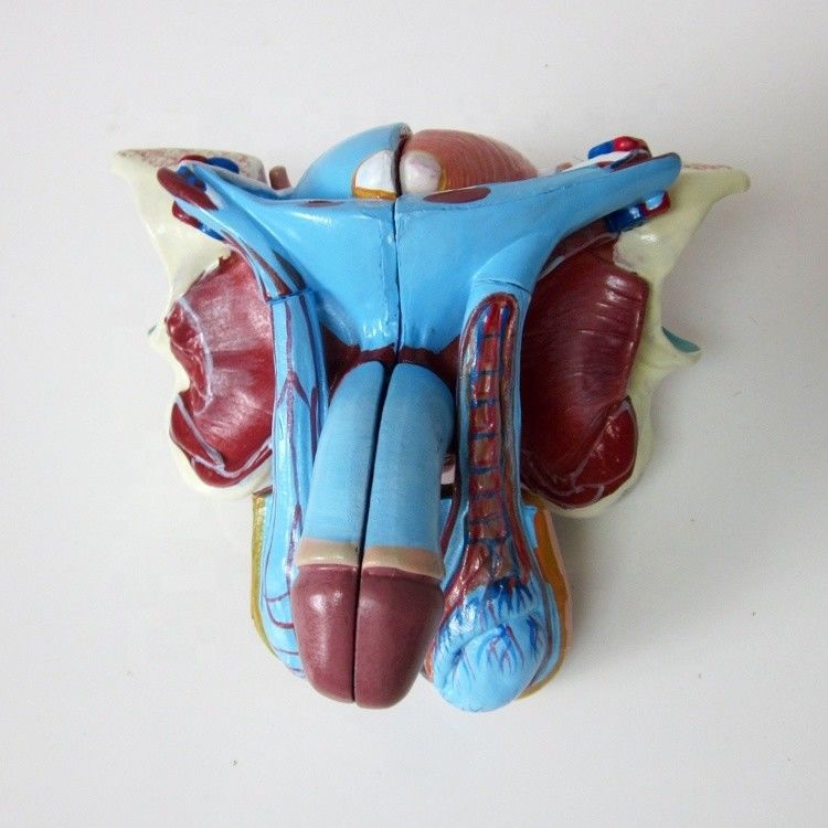 Modello anatomico per cliniche 5 parti organi genitali maschili interni ed esterni
