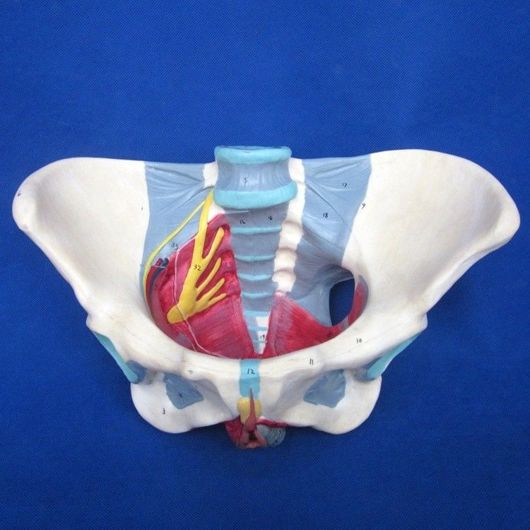 Modello del sistema riproduttivo umano Pelvis avanzato con muscoli del pavimento pelvico e perineo