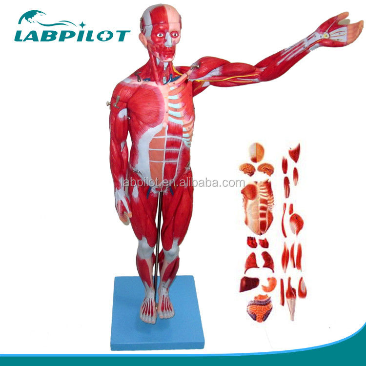 Modello anatomico 27 parti Muscoli del corpo intero con organi interni 78cm Modello anatomico