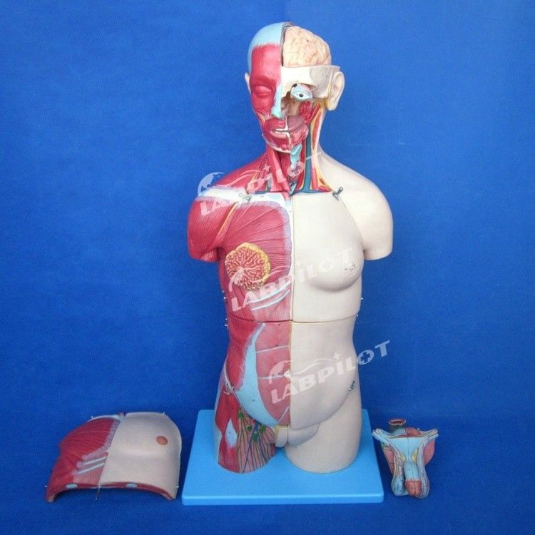 Vantaggio di 333 posizioni numerate Anatomia umana Modello del corpo con muscoli e organi