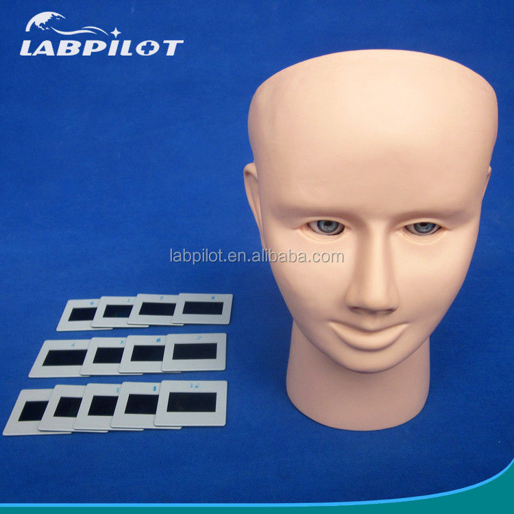 Modello di insegnamento di ispezione oculistica PVC per l'esame fundoscopico di dimensioni della vita umana