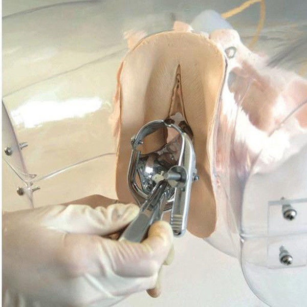 Modello di ostetricia-ginecologia Simulatore di curettage uterino trasparente per scuola infermieristica