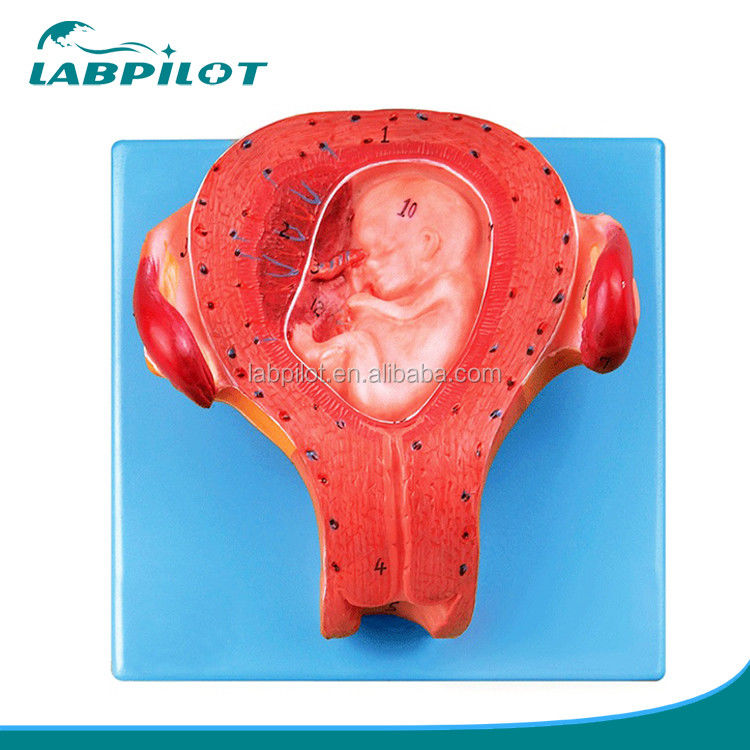 Prodotto in PVC avanzato Modello embrionale in gravidanza Terzo mese Utero con cordone ombelicale Modello