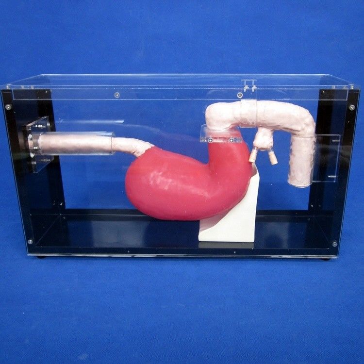 Gastroscopio di dimensioni umane Duodenoscopio ed ERCP per l'insegnamento dell'anatomia gastrointestinale