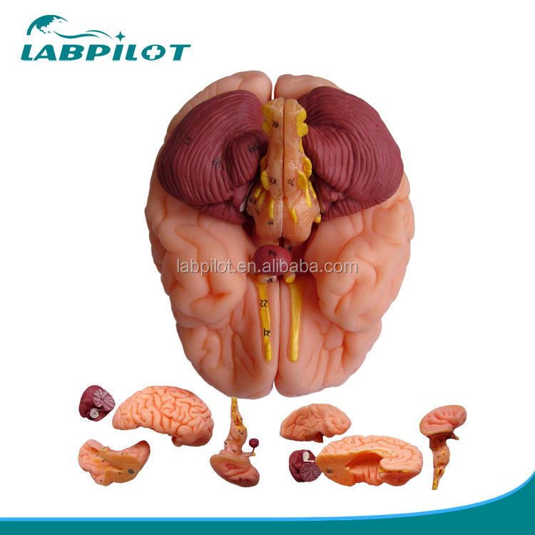 8 Parti Deluxe Insegnamento umano Modello di cervello plastico per ospedali Anatomia del sistema nervoso