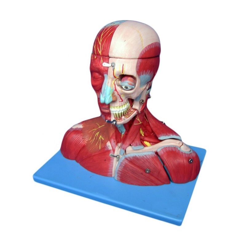 Studi medici PVC avanzato Muscoli della testa umana Nervi e cervello Modello anatomico del busto