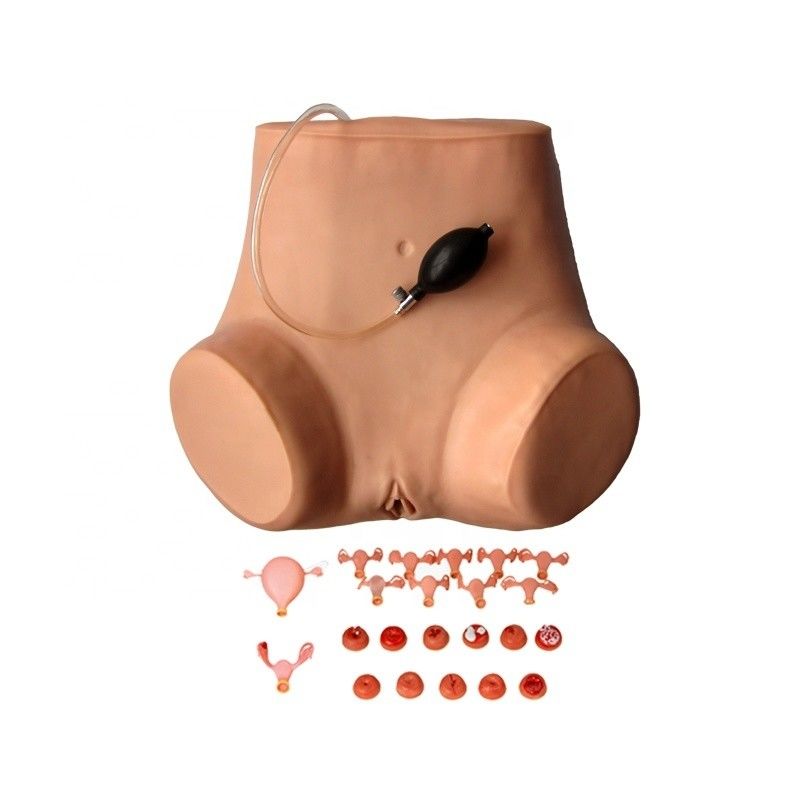 Esame pelvico e vaginale di dimensioni umane Manichino per la dimostrazione di cura dei pazienti
