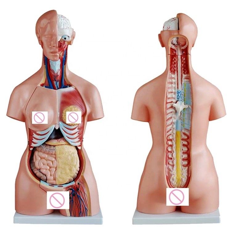 Femminile Parete del seno Cervello polmone e modello dell'organo del cuore per l'insegnamento delle dimensioni della vita umana