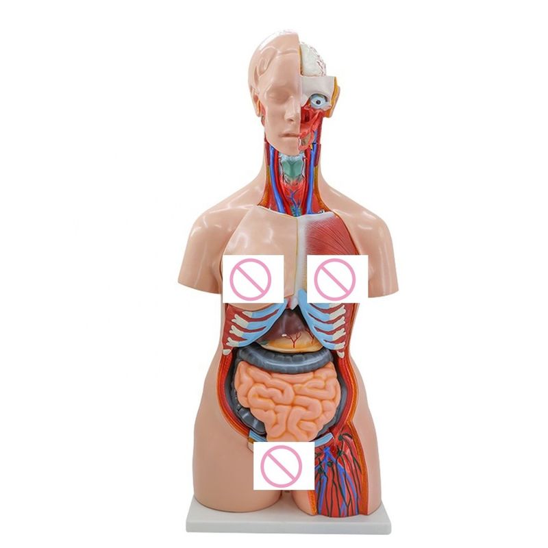 40 Parti Cervello Cuore Polmone Stomaco Reni Modello per l'insegnamento dell'anatomia medica negli ospedali