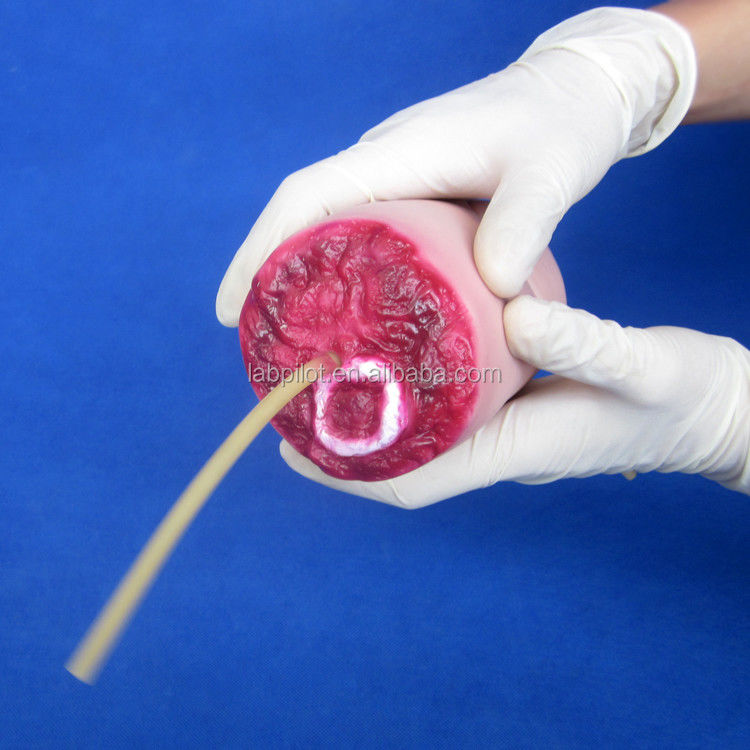 Modello avanzato di emorragia e braccio amputato per la scienza medica