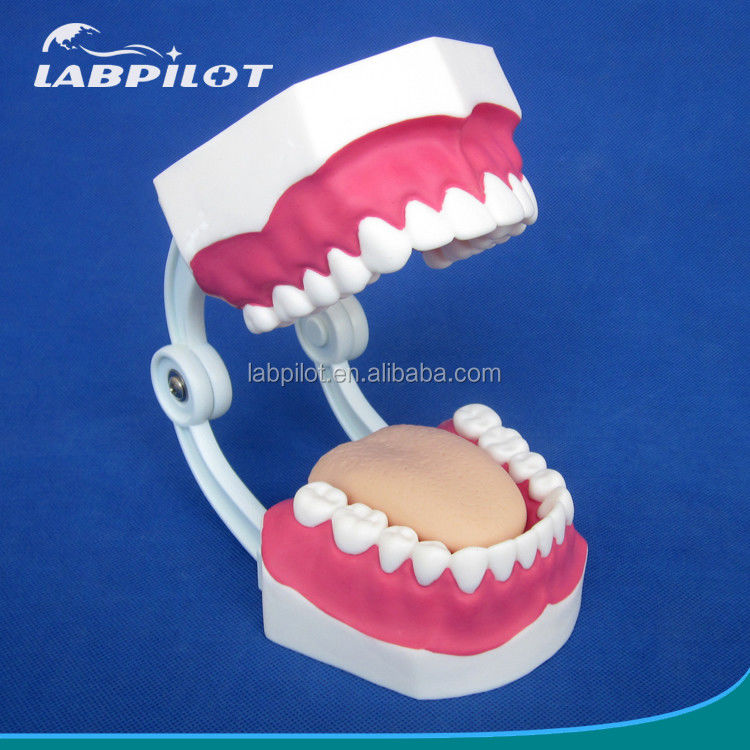 Modello dentale di dimensioni umane 28 denti Modello di spazzatura per l'insegnamento all'asilo