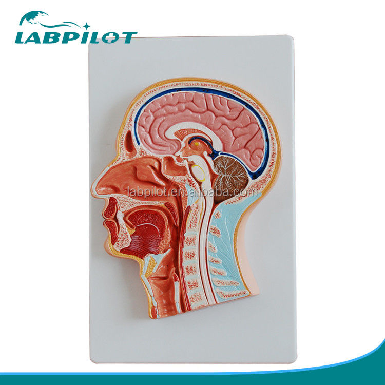 Modello di testa e viso a sezione media in PVC avanzato per l'insegnamento dell'anatomia