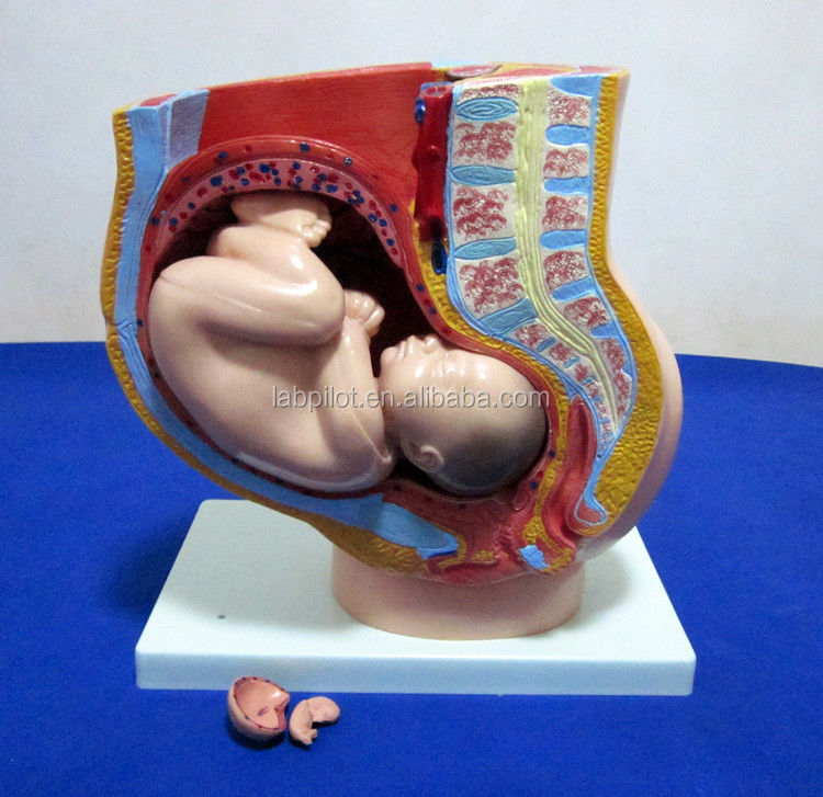 Modello di scienza medica pelvis femminile feto utero ed embrione alla 40a settimana di gravidanza