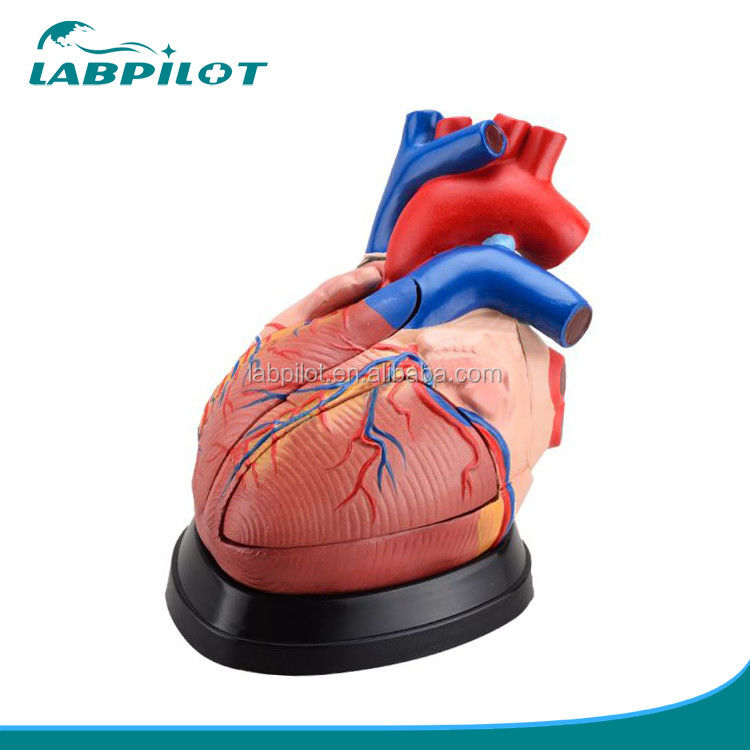 Anatomia del cuore umano Modello 3D per dimostrazione anatomica 3 volte ingrandito 5 parti