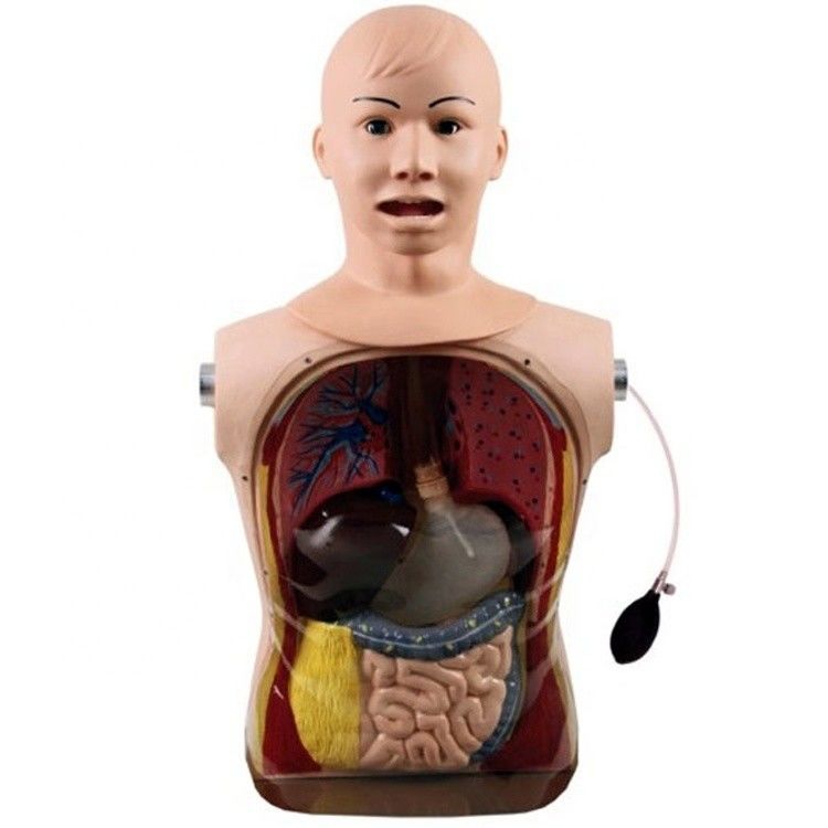 Innovativo tubo nasale gastrico e trachea abilità manichino infermieristico con caratteristiche realistiche