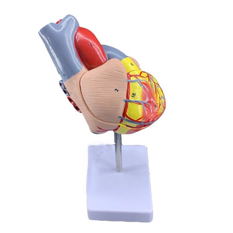 Dimensione vitale 2 parti Anatomia medica Parti del corpo umano Modello di cuore per la dimostrazione