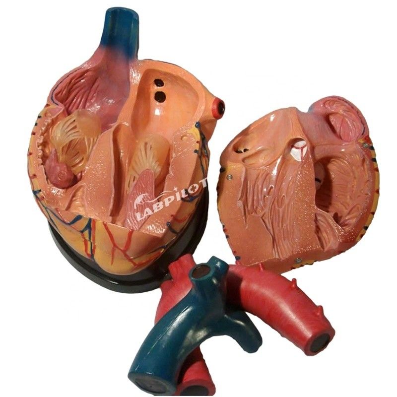 Il miglior modello 3D di anatomia del cuore umano per l'apprendimento dettagliato e accurato