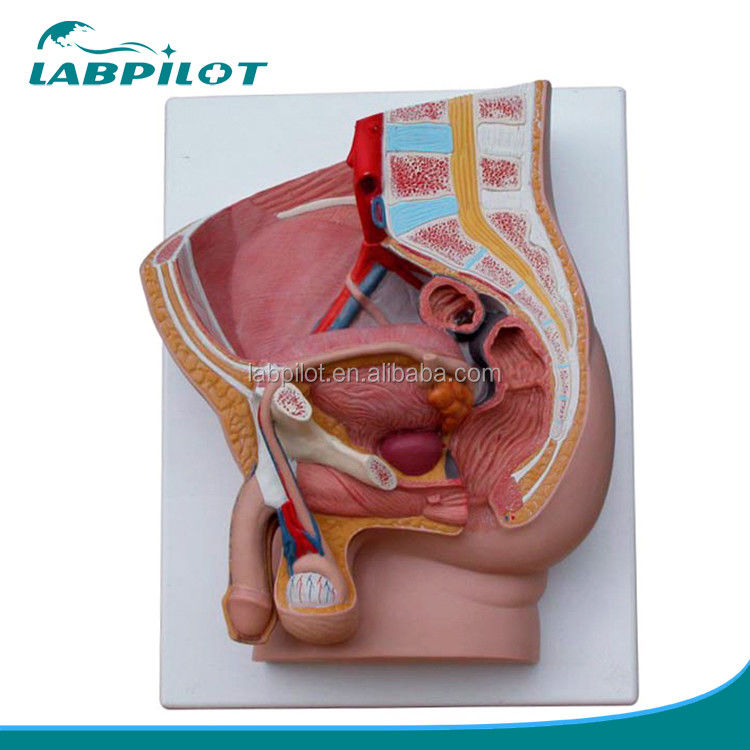 Scienze mediche Pelvis maschile Modello 2 parti di organi genitali staccabili con PVC avanzato