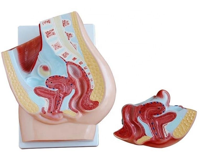 Modello pelvico femminile vivida per l'insegnamento medico Categorie Modelli del sistema genitale umano