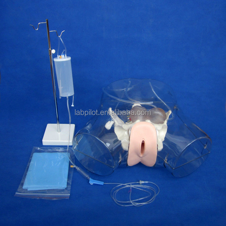Modello realistico del bacino femminile per l' attrezzo di dilatazione e curettage