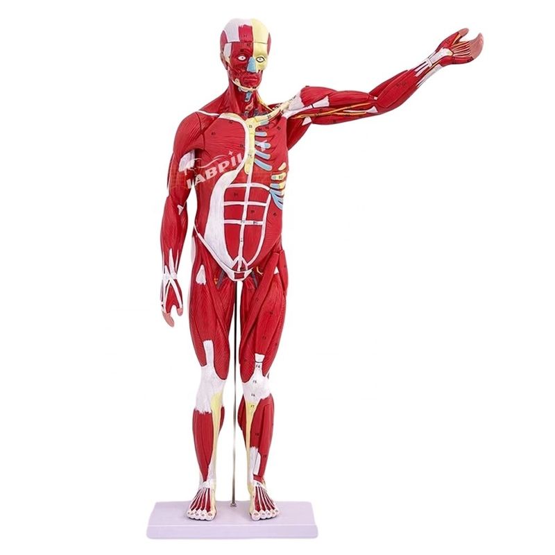 Articolo Modello di anatomia del corpo umano che mostra organi interni e muscoli Torso manichino
