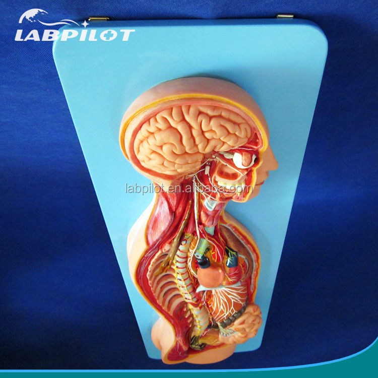 Modello anatomico dettagliato delle dimensioni della vita umana per il sistema nervoso automatico e gli organi del tronco