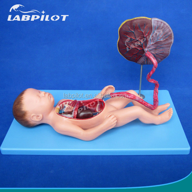 Scienza medica Modello dipinto di circolazione fetale con placenta cardiaca e cordone ombelicale