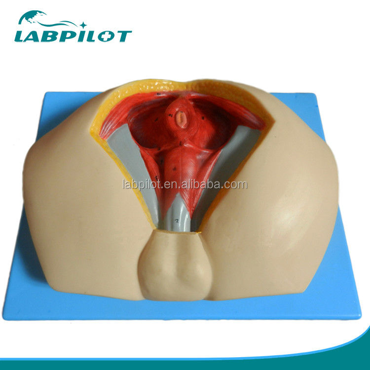 Modello avanzato del perineo in PVC per comprendere l'anatomia del perineo maschile