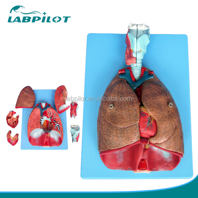 Modello 3D del sistema respiratorio umano laringe trachea cuore e polmoni per l'educazione medica