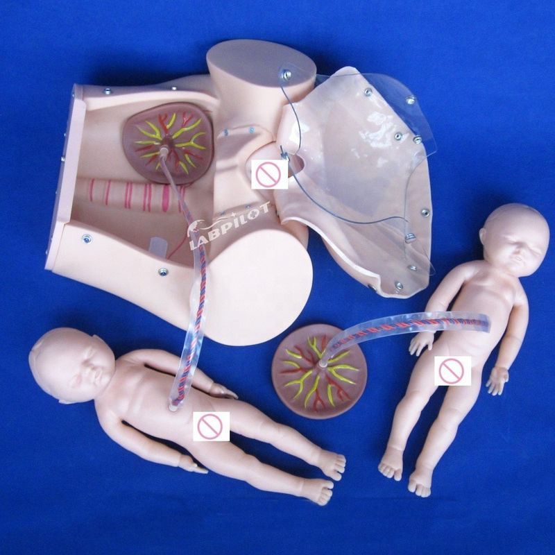 Dimensioni di vita umana Bambola incinta Bambino Simulatore di parto per la scienza medica Modello